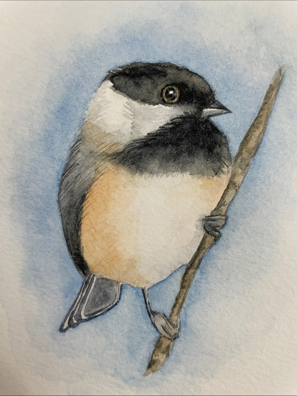 Watercolor Chickadee Art Original Painting- Black, White & Tan Bird Illustration